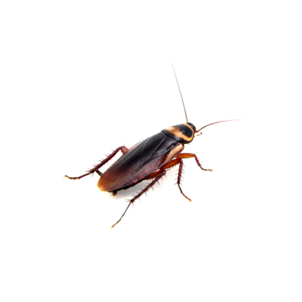 Cockroach Pest Control Services in Pasadena, MD