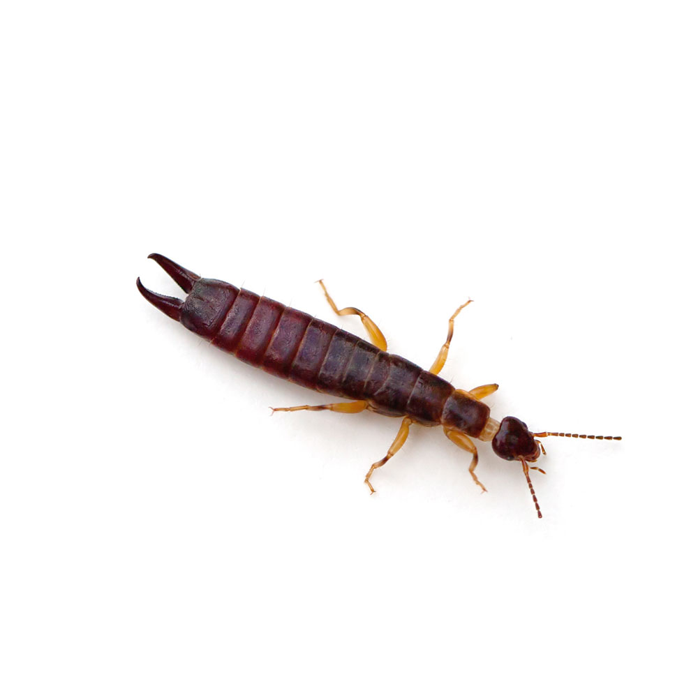 Earwigs Pest Control Services in Pasadena, MD