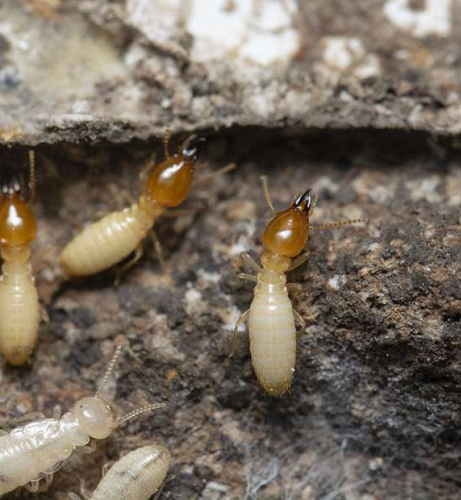 Termite Pest Control in Pasadena, MD