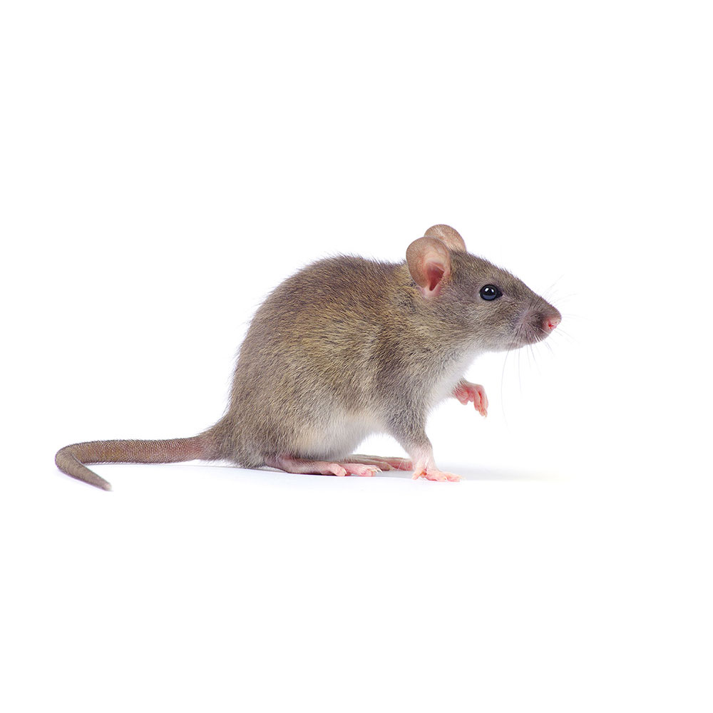 Mouse Extermination Service in Pasadena, MD 