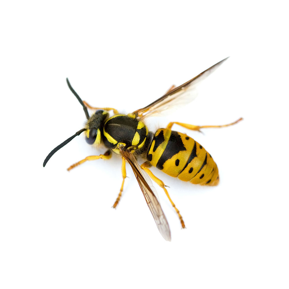 Yellow Jacket Infestation Control in Pasadena, MD