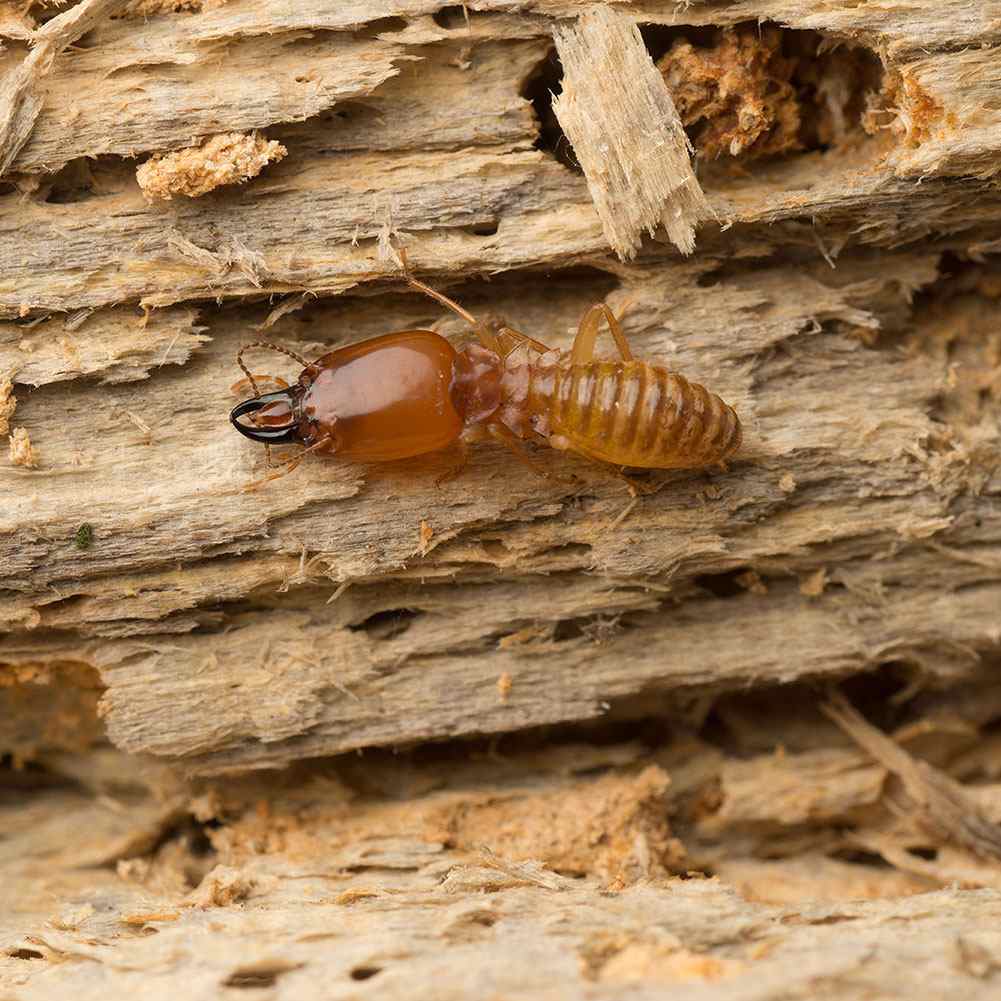Termite Control Service in Pasadena, MD