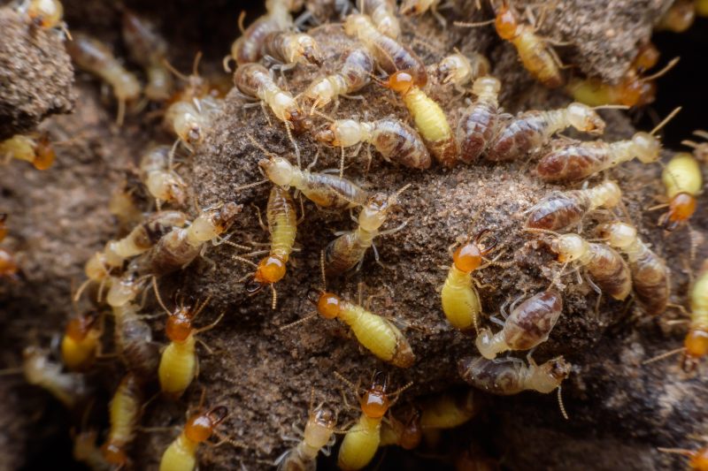 Termite Control in Pasadena, MD