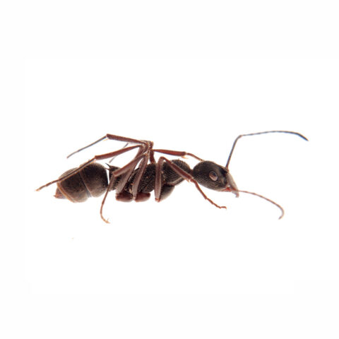 Ant Extermination Service in Pasadena, MD