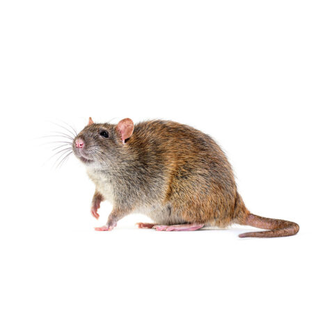 Brown Rat Extermination Service in Pasadena, MD