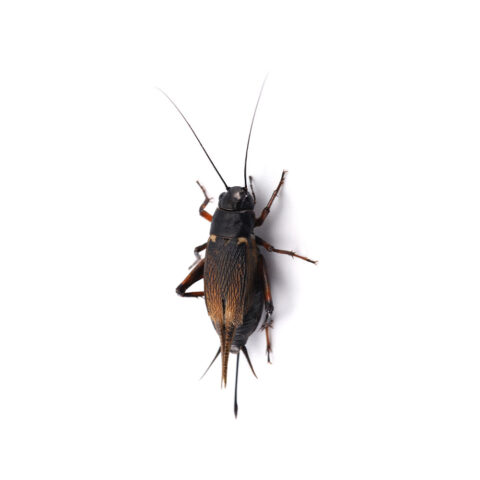 Crickets Extermination Service in Pasadena, MD