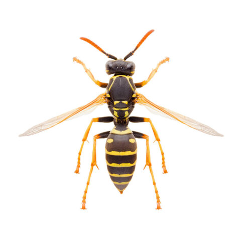 Paper Wasp Extermination Service in Pasadena, MD