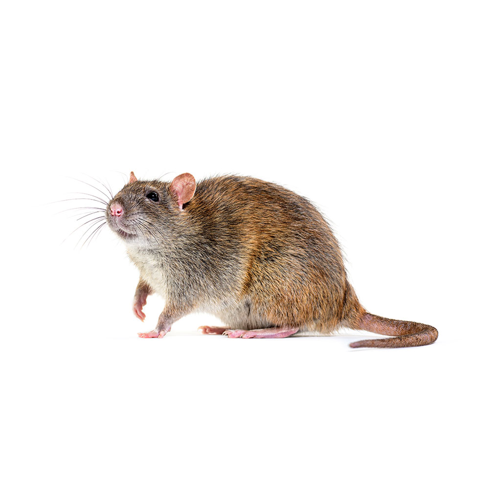 Brown Rat Pest Control Service in Pasadena, MD 