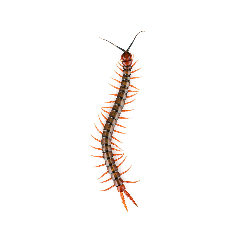 Centipede Extermination Service in Pasadena, MD 
