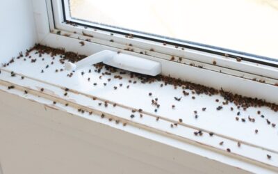 Common Bugs That You May Find in Your Home