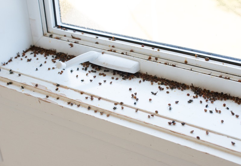 Common Bugs That You May Find in Your Home