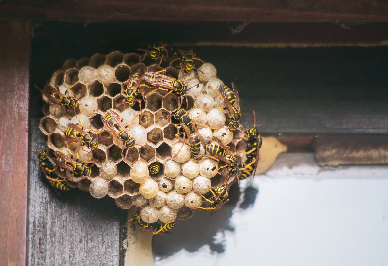 Close-up view of a paper wasp nest in Pasadena, MD